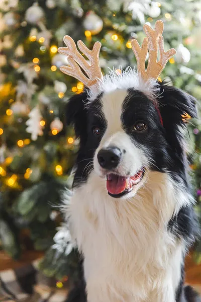 Divertido retrato de lindo perro perro frontera collie usando traje de Navidad ciervos cuernos sombrero cerca del árbol de Navidad en casa interior fondo. Preparación para las vacaciones. Feliz concepto de Feliz Navidad. — Foto de Stock