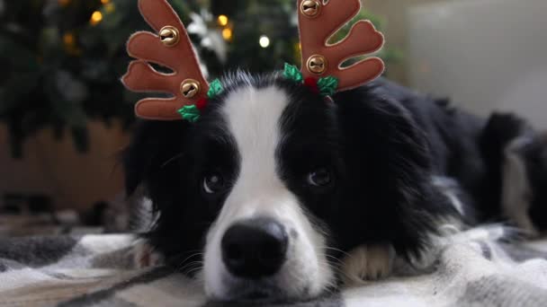 Divertido retrato de lindo perro perro frontera collie usando traje de Navidad ciervos cuernos sombrero cerca del árbol de Navidad en casa interior fondo. Preparación para las vacaciones. Feliz concepto de Feliz Navidad. — Vídeos de Stock