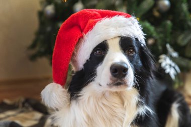 Evdeki Noel ağacının yanında Noel Baba şapkası takan sevimli köpek yavrusu sınır köpeği çoban köpeğinin komik portresi. Tatil için hazırlık. Mutlu Noeller konsepti.