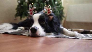 Evdeki Noel ağacının yanında geyik boynuzları takan sevimli yavru köpek sınır köpeği Collie 'nin komik portresi. Tatil için hazırlık. Mutlu Noeller konsepti.