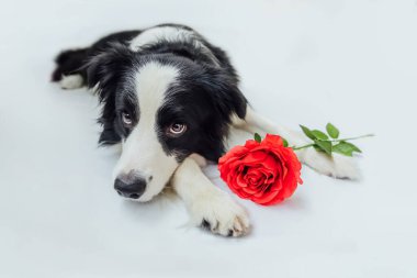 Sevgililer Günü konsepti. Beyaz arka planda kırmızı gül çiçeğiyle uzanmış sevimli köpek yavrusu sınır köpeği Collie 'nin komik portresi. Sevgililer gününde aşık köpek hediye verir..