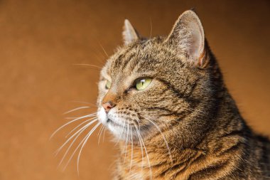 Koyu kahverengi arka planda poz veren kibirli kısa saçlı tekir kedi. Evde dinlenen küçük kedi yavrusu. Hayvan bakımı ve hayvan hayatı konsepti.