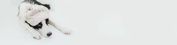 Grappige puppy hondenrand collie liggend met warme gebreide kleding witte hoed geïsoleerd op witte achtergrond. Winter of herfst honden portret. Hallo herfst herfst. Hygge mood cold weather concept, banner — Stockfoto