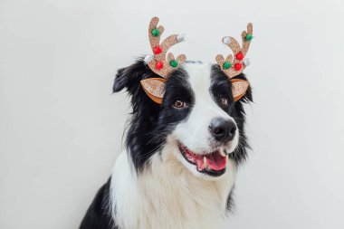 Beyaz arka planda izole edilmiş Noel kostümlü geyik boynuzları takan sevimli, gülümseyen köpek yavrusu sınır köpeğinin komik portresi. Tatil için hazırlık. Mutlu Noeller konsepti.