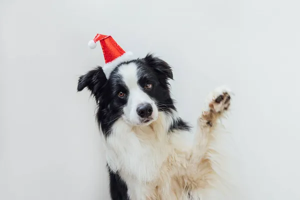 Vtipný portrét roztomilé usmívající se štěně pes hranice kolie na sobě vánoční kostým červená Santa Claus klobouk izolované na bílém pozadí. Příprava na dovolenou Veselé Vánoce koncept — Stock fotografie