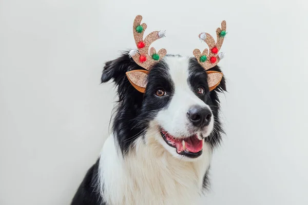 Divertido retrato de lindo perro sonriente frontera collie con traje de Navidad cuernos de ciervo sombrero aislado sobre fondo blanco. Preparación para las vacaciones. Feliz concepto de Feliz Navidad. —  Fotos de Stock