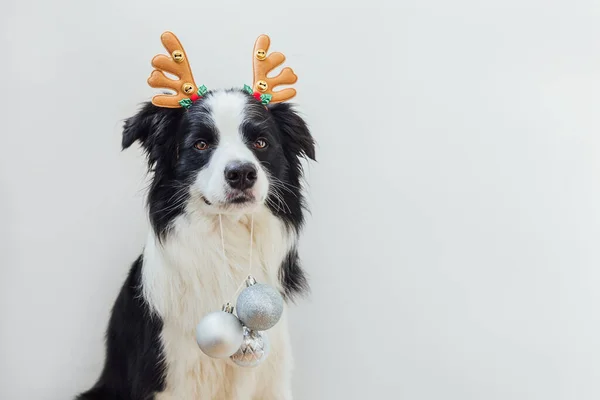 Rolig valp hund gränsen collie bär jul kostym rådjur horn hatt hålla julprydnader i munnen isolerad på vit bakgrund. Förberedelser för semester. Glad God Jul koncept. — Stockfoto