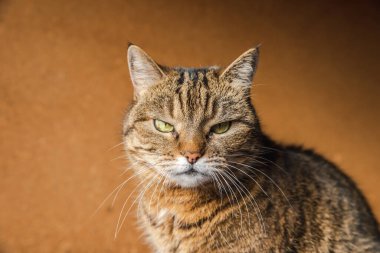 Koyu kahverengi arka planda poz veren kibirli kısa saçlı tekir kedi. Evde dinlenen küçük kedi yavrusu. Hayvan bakımı ve hayvan hayatı konsepti.