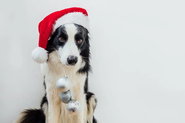 Vtipné štěně pes hranice kolie na sobě vánoční kostým červená Santa Claus klobouk drží vánoční ozdoby v ústech izolované na bílém pozadí. Příprava na dovolenou. Šťastné a veselé Vánoce. — Stock fotografie