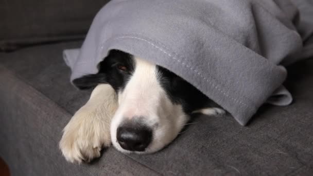 Кумедний цуценячий собака на кордоні колі лежить на дивані під плед в приміщенні. Маленька собака домашнього утримання теплих ховаються під ковдрою в холодну осінню зимову погоду. Життя домашніх тварин концепція настрою Гігге . — стокове відео