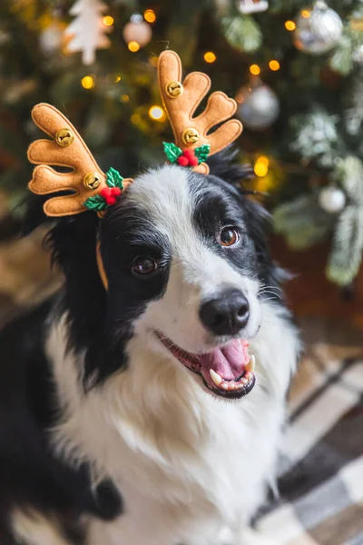 Roligt porträtt av söta valp hund gränsen collie bär juldräkt rådjur horn hatt nära julgran hemma inomhus bakgrund. Förberedelser för semester. Glad God Jul koncept. — Stockfoto