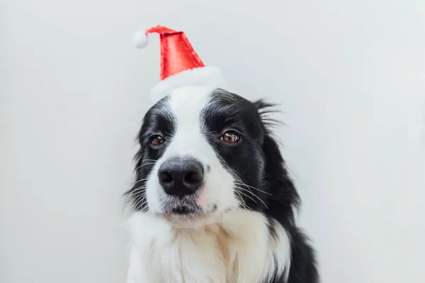 Retrato divertido de lindo perro sonriente frontera collie con traje de Navidad rojo Santa Claus sombrero aislado sobre fondo blanco. Preparación para las vacaciones Happy Merry Christmas concept —  Fotos de Stock