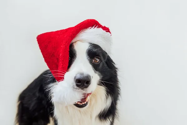 Vtipný portrét roztomilé usmívající se štěně pes hranice kolie na sobě vánoční kostým červená Santa Claus klobouk izolované na bílém pozadí. Příprava na dovolenou Veselé Vánoce koncept — Stock fotografie