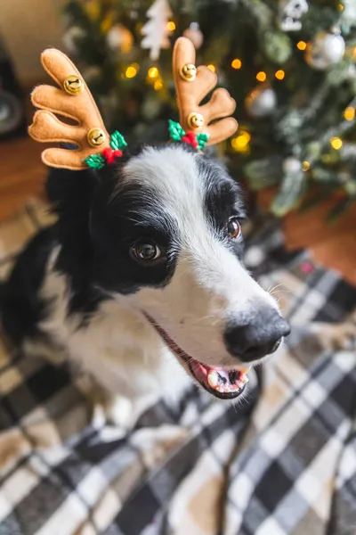 Divertente ritratto di simpatico cucciolo cane confine collie indossare costume di Natale cervo corna cappello vicino albero di Natale a casa all'interno sfondo. Preparazione per le vacanze. Buon Natale concetto Buon Natale. — Foto Stock