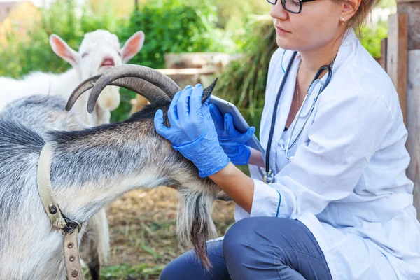 Ung veterinär kvinna med tablett dator undersöker get på ranch bakgrund. Veterinär läkare kolla upp get i naturliga eko gård. Begreppet djurskötsel och ekologisk djurhållning. — Stockfoto