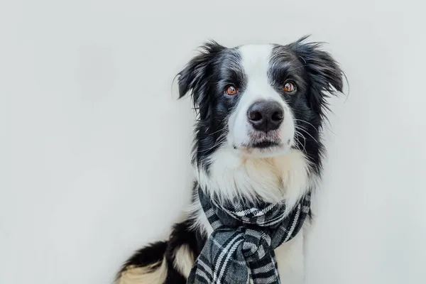白い背景に隔離された首の周りに暖かい服のスカーフを身に着けている面白いかわいい子犬犬の国境のコリー。冬または秋の犬の肖像画。こんにちは秋です。巨大な気分冷たい天気の概念. — ストック写真