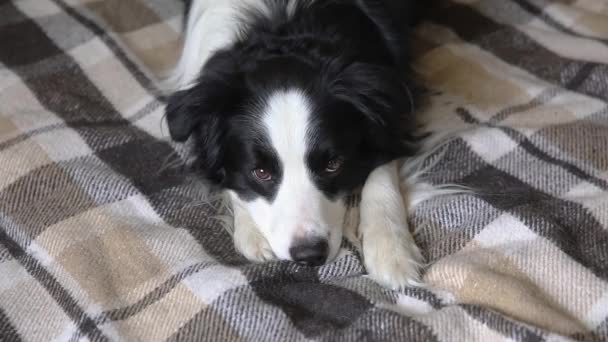 Rolig valp hund gränsen collie ligger på soffan med rutig inomhus. Liten sällskapsdjur hund hemma hålla sig varm med filt i kall höst vinter väder. Begreppet djurliv. — Stockvideo