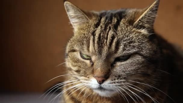 Roligt porträtt arrogant kort hår inhemska tabby katt poserar på mörkbrun bakgrund. Liten kattunge leker vila hemma inomhus. Djurskötsel och djurliv. — Stockvideo