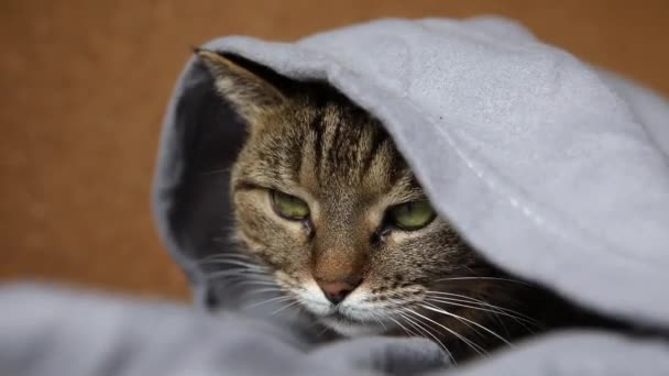 Grappig arrogant huiselijk tabby kat liggend op de bank onder de ruit binnen. Kitten rusten thuis houden warm verbergen onder deken in de koude herfst herfst winterweer. Huisdier dierenleven Hygge stemmingsconcept. — Stockvideo