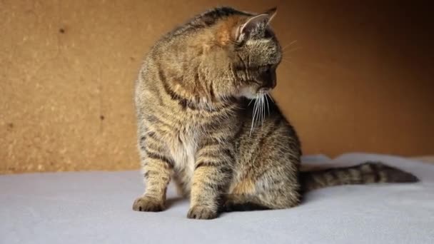 Divertido retrato arrogante de pelo corto doméstico gato tabby posando sobre fondo marrón oscuro. Pequeño gatito jugando descansando en casa interior. Cuidado de mascotas y concepto de vida animal. — Vídeo de stock