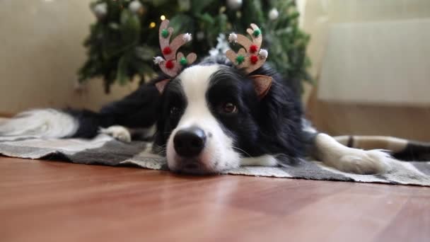 Roligt porträtt av söta valp hund gränsen collie bär juldräkt rådjur horn hatt nära julgran hemma inomhus bakgrund. Förberedelser för semester. Glad God Jul koncept. — Stockvideo