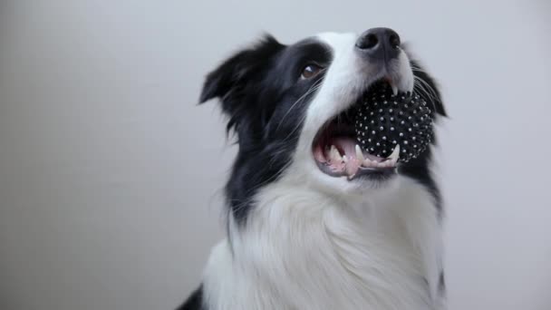 Funny lindo cachorro borde collie perro sosteniendo bola de juguete en la boca aislado sobre fondo blanco. Perro de pura raza mascota con juguete de perro quiere jugar con el propietario. Actividad de mascotas y concepto de animales. — Vídeo de stock