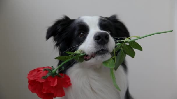 St. Valentines Day concept. Funny portrait cute puppy dog border collie holding red rose flower in mouth isolated on white background. Lovely dog in love on valentines day gives gift. — Stock Video