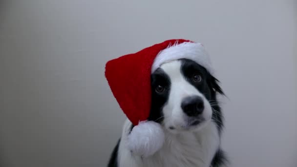 Vtipný portrét roztomilé usmívající se štěně pes hranice kolie na sobě vánoční kostým červená Santa Claus klobouk izolované na bílém pozadí. Příprava na dovolenou Veselé Vánoce koncept — Stock video
