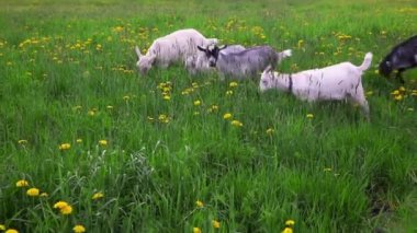 Çayır arka planda otlayan organik doğal eko hayvan çiftliğinde tatlı bir keçi çiftliği. Evcil keçi otlakta otluyor. Modern hayvan çiftliği, ekolojik tarım. Hayvan Hakları.