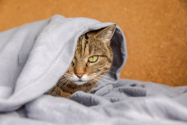 Komik küstah yerli tekir kedi, kareli kanepenin altında yatıyor. Yavru kedi soğuk sonbahar kış havasında battaniyenin altında saklanarak evde dinleniyor. Hayvan hayatı. Ruh hali konsepti..