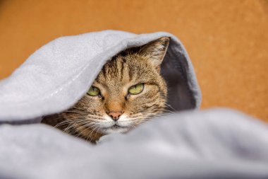 Komik küstah yerli tekir kedi, kareli kanepenin altında yatıyor. Yavru kedi soğuk sonbahar kış havasında battaniyenin altında saklanarak evde dinleniyor. Hayvan hayatı. Ruh hali konsepti..