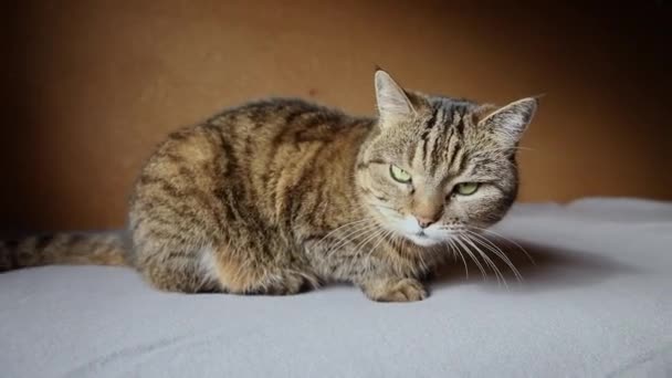 Αστείο πορτρέτο αλαζονικό κοντό μαλλιά εγχώρια tabby γάτα ποζάρουν σε σκούρο καφέ φόντο. Μικρό γατάκι που αναπαύεται στο σπίτι. Έννοια της φροντίδας των ζώων και της ζωής. — Αρχείο Βίντεο