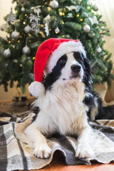 Grappig portret van schattige puppy grens collie dragen kerstmis kostuum rode Kerstman hoed in de buurt van kerstboom thuis binnenshuis achtergrond. Voorbereiding van de vakantie. Gelukkig vrolijk kerstconcept. — Stockfoto