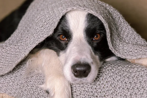 Grappige puppy hondenrand collie liggend op de bank onder warme gebreide sjaal binnen. De hond steekt onder de ruit uit. Winter- of herfsthondenportret. Hygge humeur koud weer concept. — Stockfoto