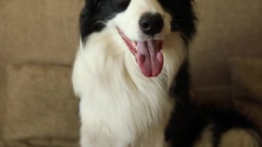 Köpek yavrusu Collie 'nin komik bir portresi. Sevimli köpek evde oyun oynuyor, mutlu ve heyecanlı görünüyor. Hayvan yaşam konsepti.