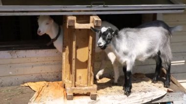 Hayvanat bahçesinde özgürce otlayan organik doğal eko hayvan çiftliğinde tatlı keçi çiftliği. Evcil keçi çayırda otluyor. Modern hayvan çiftliği, ekolojik tarım. Hayvan Hakları.