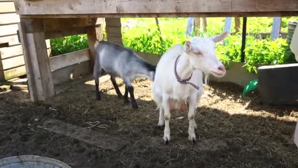 Cute free range goatling on organic natural eco animal farm freely pastzing in yard on ranch background. Домашние козы пасутся на пастбище. Современное животноводство, экологическое земледелие. Права животных. — стоковое видео