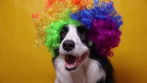 Милий цуценячий собака з кумедною облямівкою для обличчя, одягнений у різнокольоровий фігурний клоун, ізольований на жовтому тлі. Смішний портрет собаки в костюмі клоуна на карнавальному або вечірці на Хеллоуїн. Собака у цирку . — стокове відео