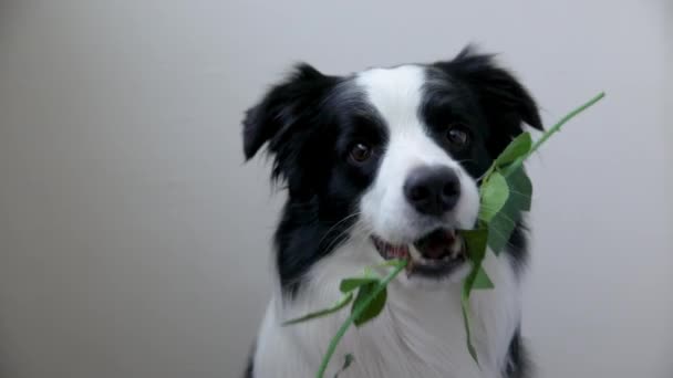 St. Valentines Day concept. Funny portrait cute puppy dog border collie  holding red rose flower in