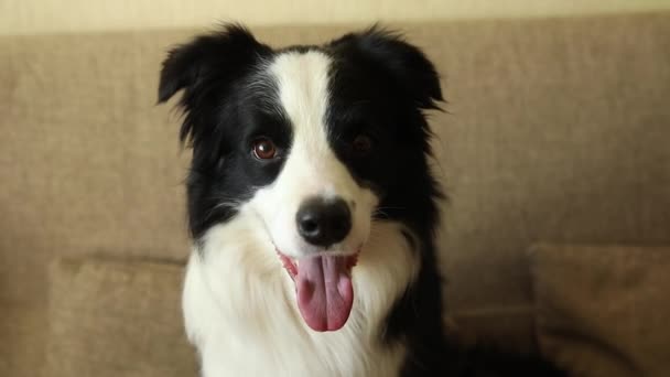 Retrato engraçado de cachorro cão borda collie sentado no sofá interior. Cão de estimação bonito descansando brincando em casa, parecendo feliz e saiu. Animal de estimação conceito de vida. — Vídeo de Stock