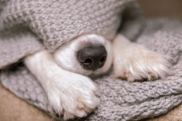 Drôle chiot chien frontière collie couché sur canapé sous chaud tricoté écharpe à l'intérieur. Le nez du chien sort de près de sous le plaid. Portrait de chien d'hiver ou d'automne. Hygge humeur froid concept de temps. — Photo