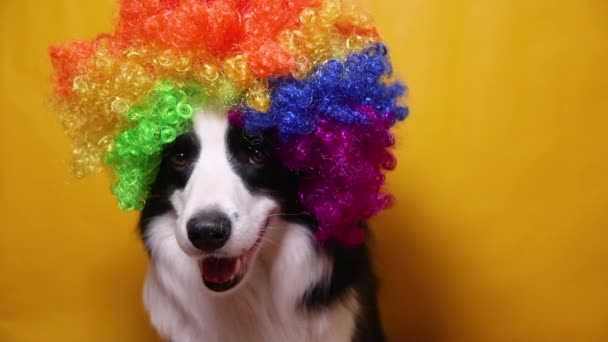 Lindo perro cachorro con cara divertida borde collie usando peluca de payaso rizado colorido aislado sobre fondo amarillo. Divertido retrato de perro en traje de payaso en carnaval o fiesta de halloween. Perro mascota en circo. — Vídeos de Stock