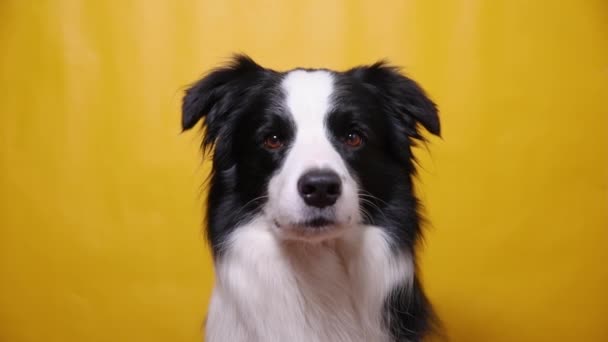 Roligt porträtt av söta valp hund gränsen collie skällande isolerad på gul färgglad bakgrund. Söt sällskapshund. Begreppet djurliv. — Stockvideo