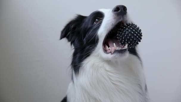 白い背景に隔離された口の中でおもちゃのボールを保持面白いかわいい子犬犬の国境のコリー。犬のおもちゃを持つ純血種のペット犬は所有者と遊びたい。ペットの活動と動物の概念. — ストック動画