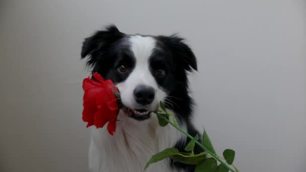 St. Valentines dag-konseptet. Morsomt portrett av en søt valp som holder en rød roseblomst i munnen isolert på hvit bakgrunn. Deilig hund forelsket på Valentinsdagen gir gave. – stockvideo