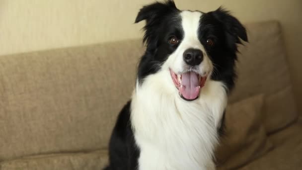 Αστείο πορτραίτο του σκύλου-σκύλου που κάθεται στον καναπέ. Χαριτωμένο σκυλί συντροφιάς αναπαύεται παίζοντας στο σπίτι, αναζητούν χαρούμενος και εξερχόμενος. Έννοια της ζωής των ζώων συντροφιάς. — Αρχείο Βίντεο