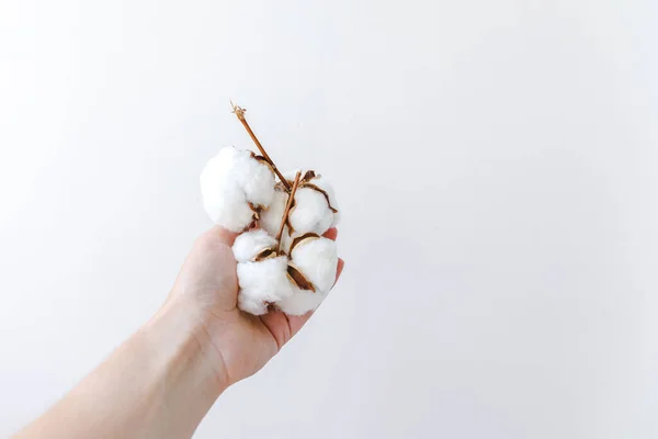 Mujer mano sosteniendo flor de algodón blanco seco aislado sobre fondo blanco. Tela tela suavidad natural orgánica granja alergia concepto. — Foto de Stock