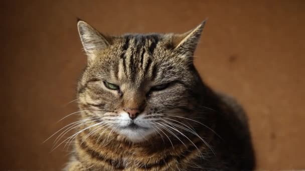Забавный портрет высокомерного короткошерстного домашнего тэбби-кота, позирующего на темно-коричневом фоне. Маленький котенок, отдыхающий дома. Концепция ухода за животными. — стоковое видео