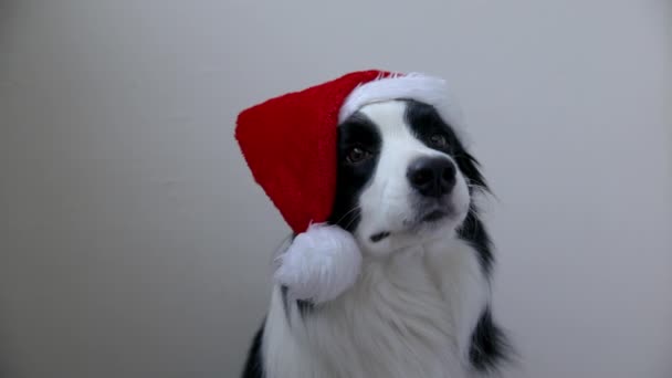 Retrato divertido de lindo perro sonriente frontera collie con traje de Navidad rojo Santa Claus sombrero aislado sobre fondo blanco. Preparación para las vacaciones Happy Merry Christmas concept — Vídeo de stock