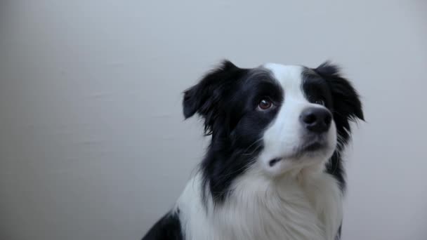 Funny lindo cachorro borde collie perro sosteniendo bola de juguete en la boca aislado sobre fondo blanco. Perro de raza pura mascota con pelota de tenis quiere jugar con el propietario. Actividad de mascotas y concepto de animales. — Vídeos de Stock